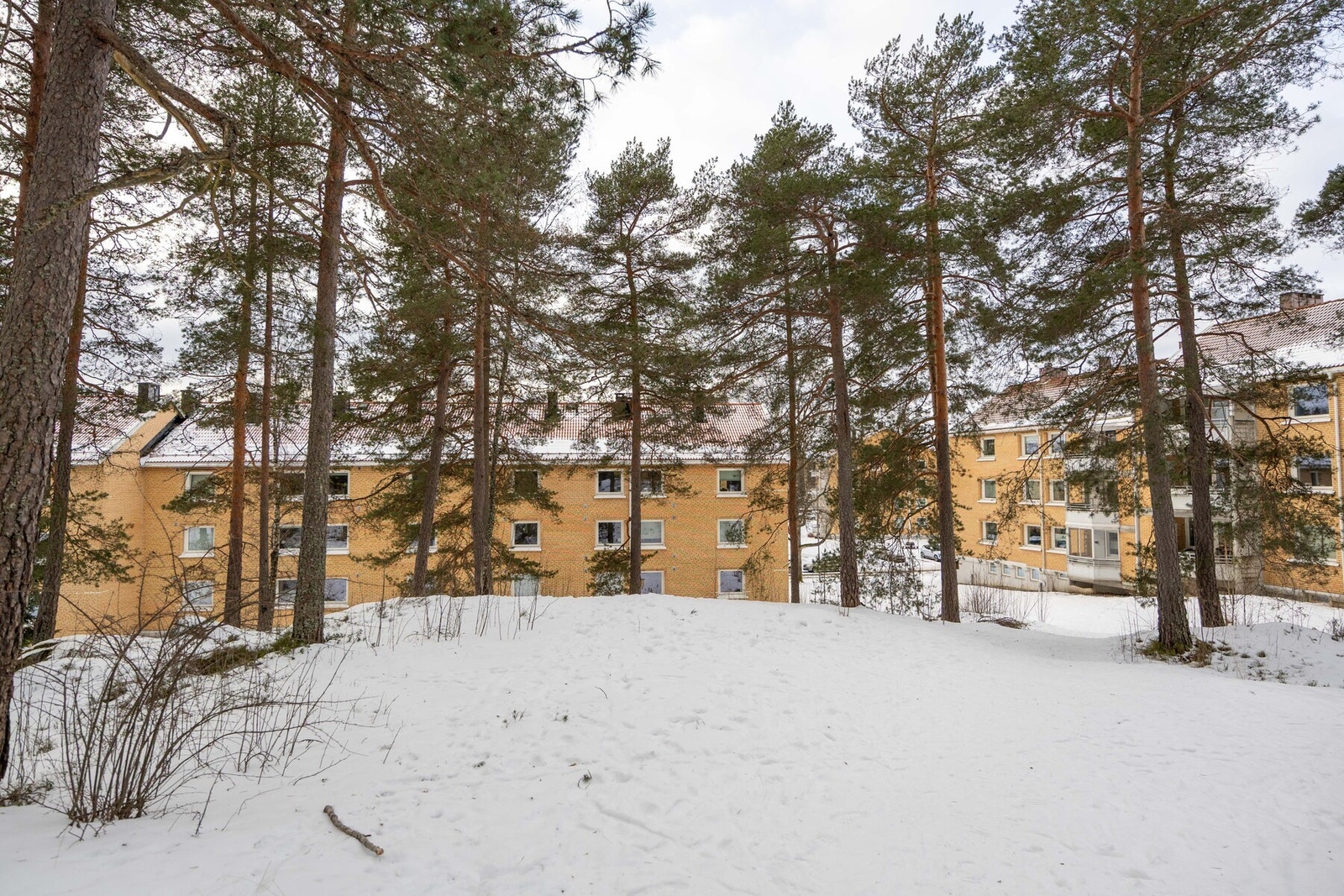 Nærområdet. Galleribilde