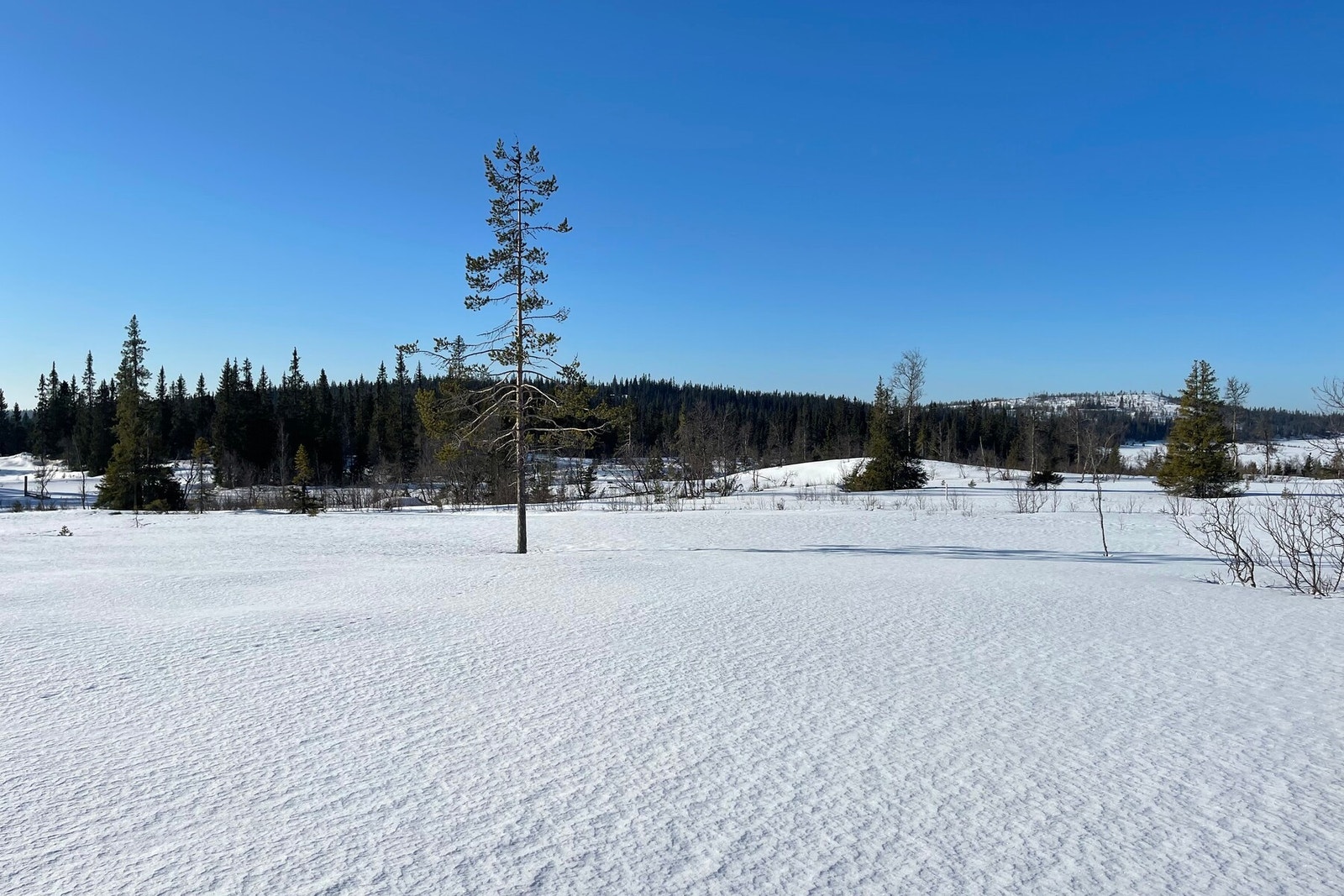 Nyt roen, tett på naturen Galleribilde