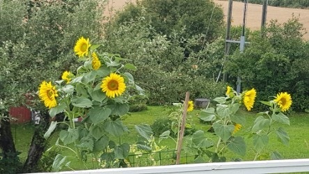 Privat bilde. Den flotte hagen byr på fine uteplasser og frodig beplantning. Galleribilde