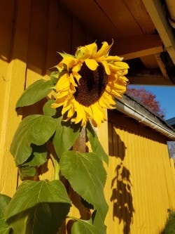 Privat bilde Galleribilde