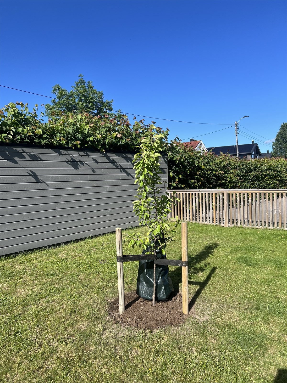 Nylig plantet eple- og plommetre. Galleribilde