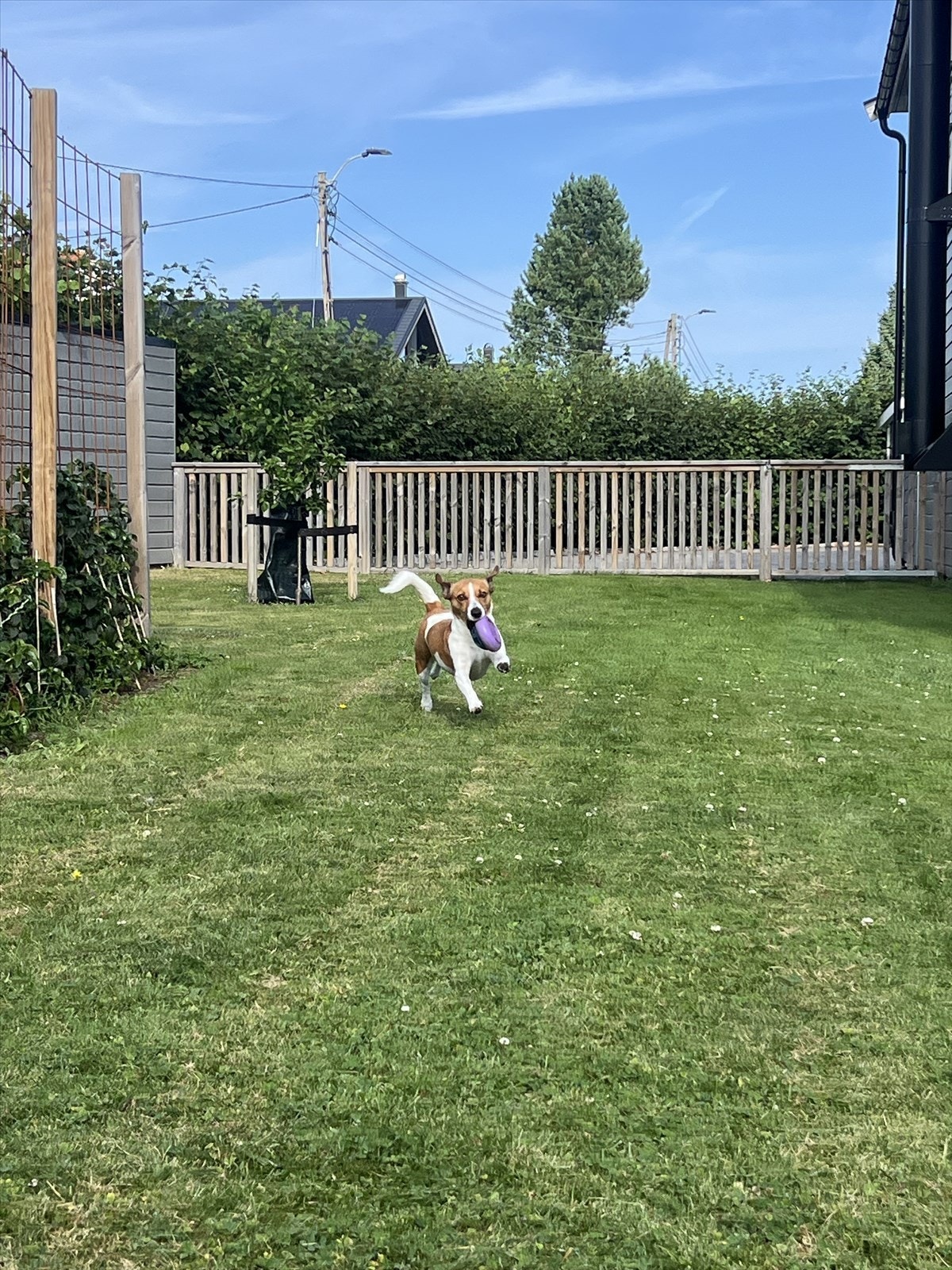 Inngjerdet og fint for dyr, og de minste barna. Galleribilde