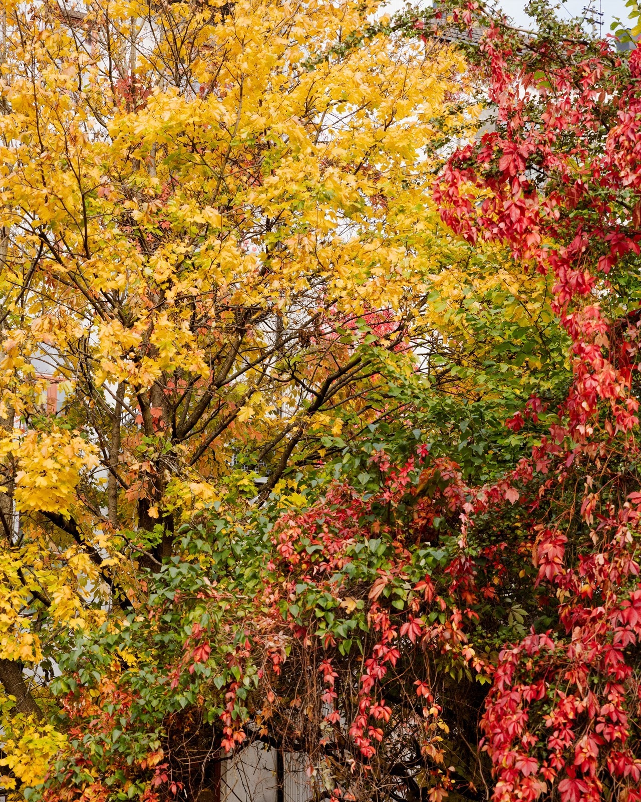 Bakgården på en fin høstdag. Galleribilde