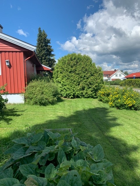 Sommerbilde av hagen - selgers private foto Galleribilde