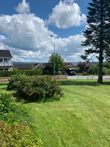 Sommerbilde av hagen - selgers private foto Galleribilde