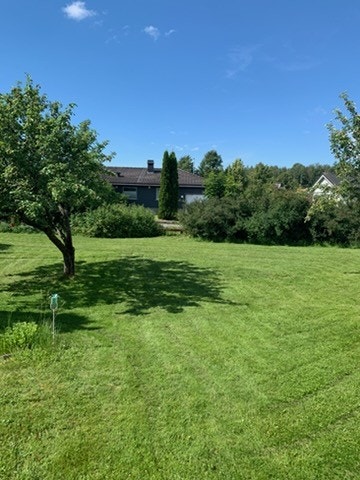 Sommerbilde av hagen - selgers private foto Galleribilde