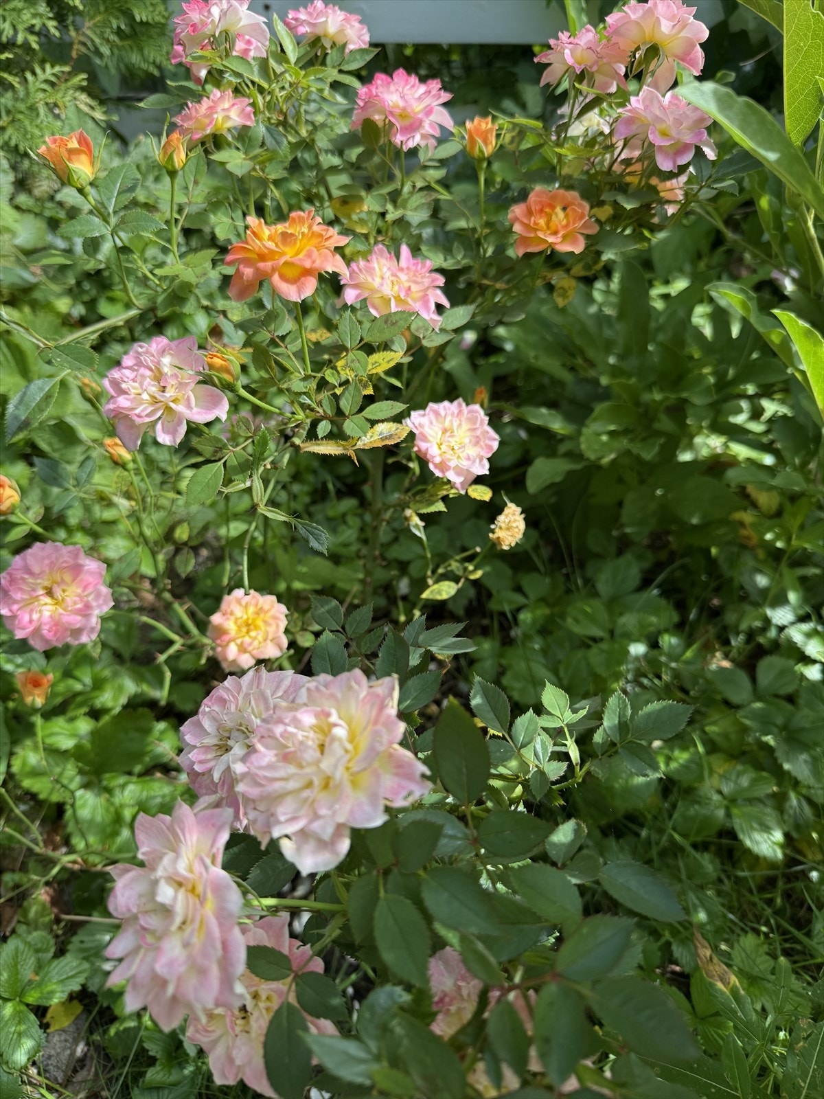 Private sommerbilder. Galleribilde