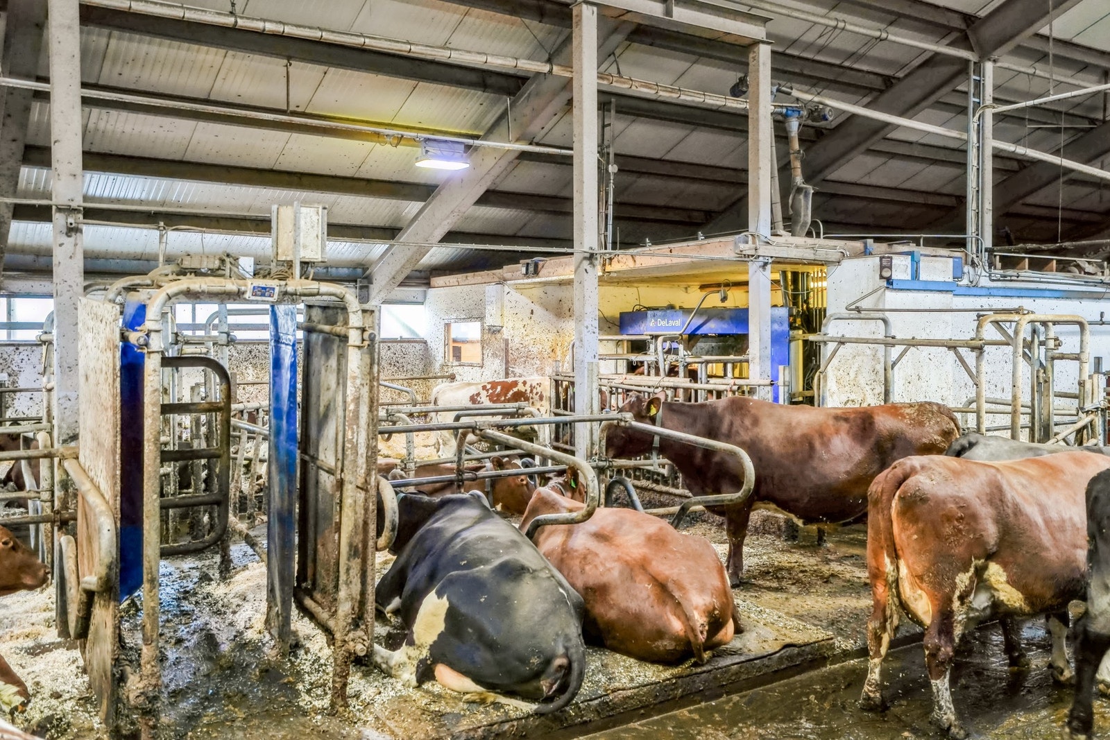 Fjøsrom Galleribilde