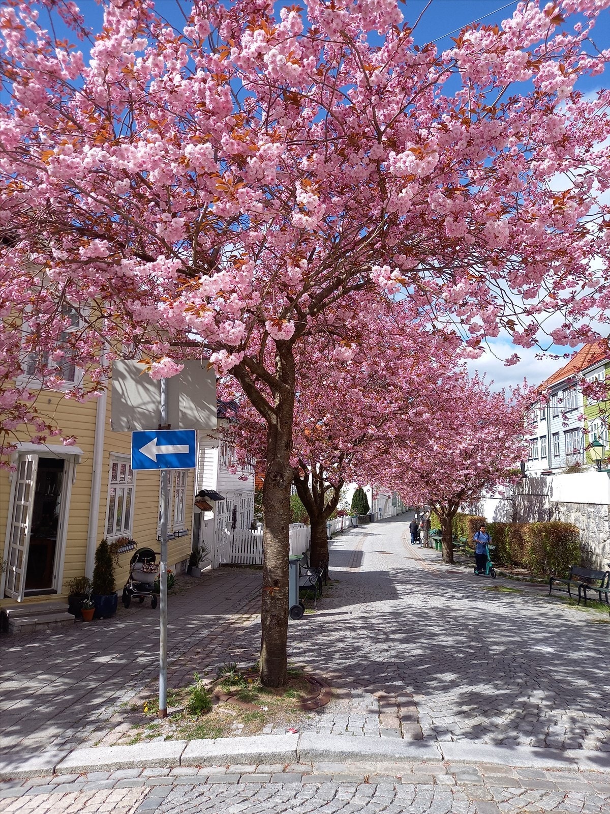 Et nydelig kirsebærtre står også i praktfull blomstring og tilfører uteområdet et poetisk og idyllisk preg. Galleribilde