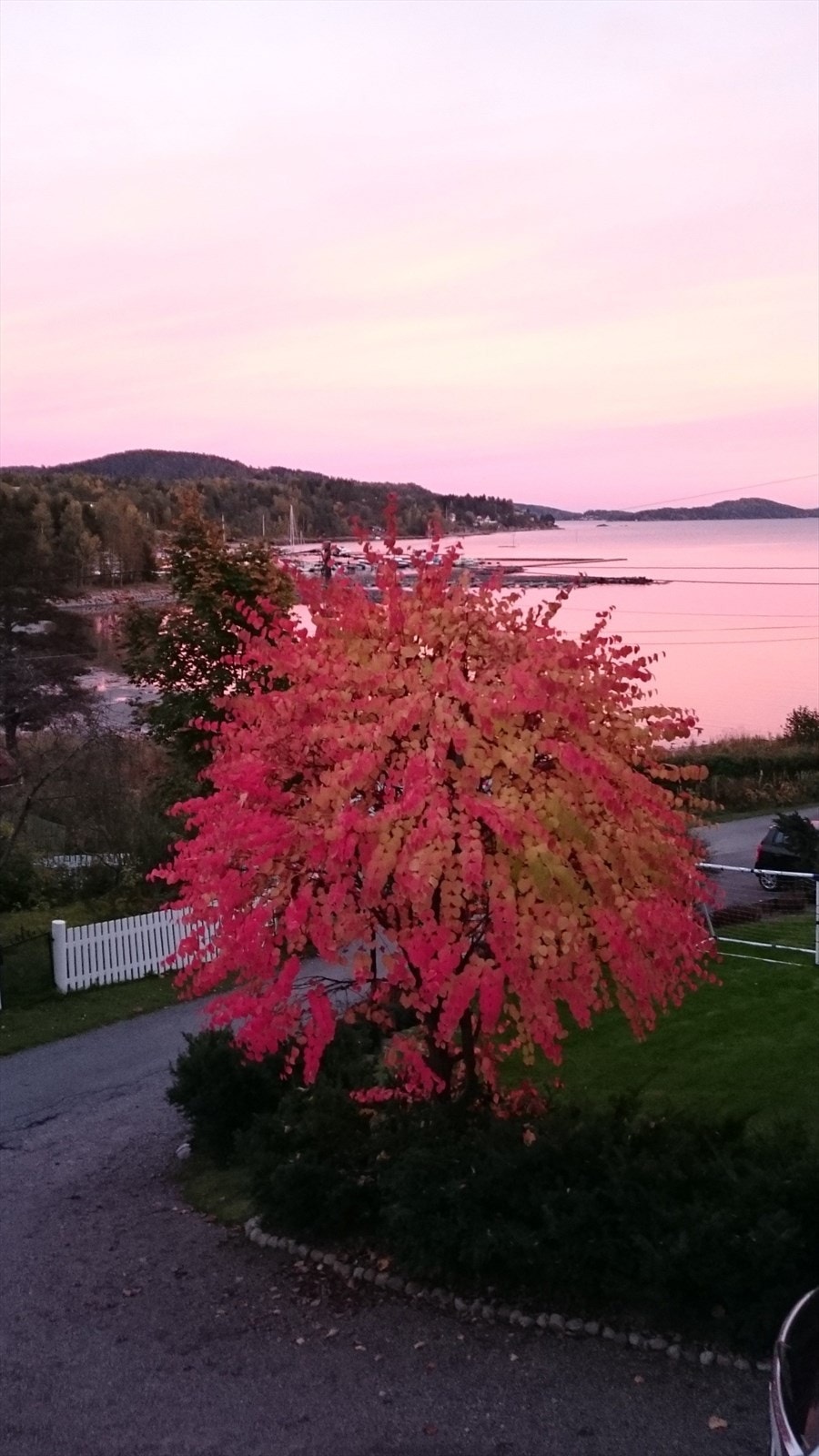 Selgers eget sommerbilde av hagen. Galleribilde