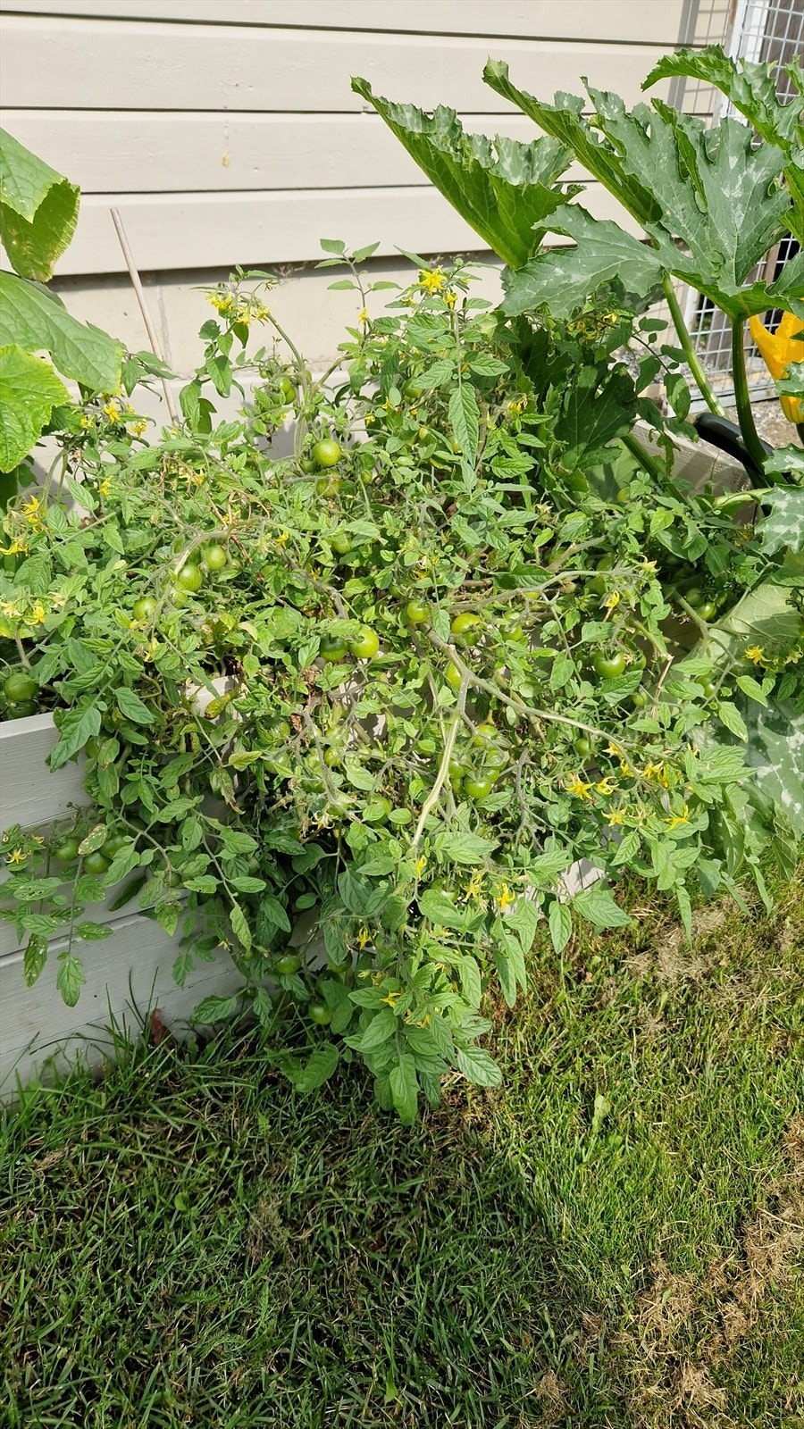 I hagen er det også plass til dyrking i plantekasser. Galleribilde