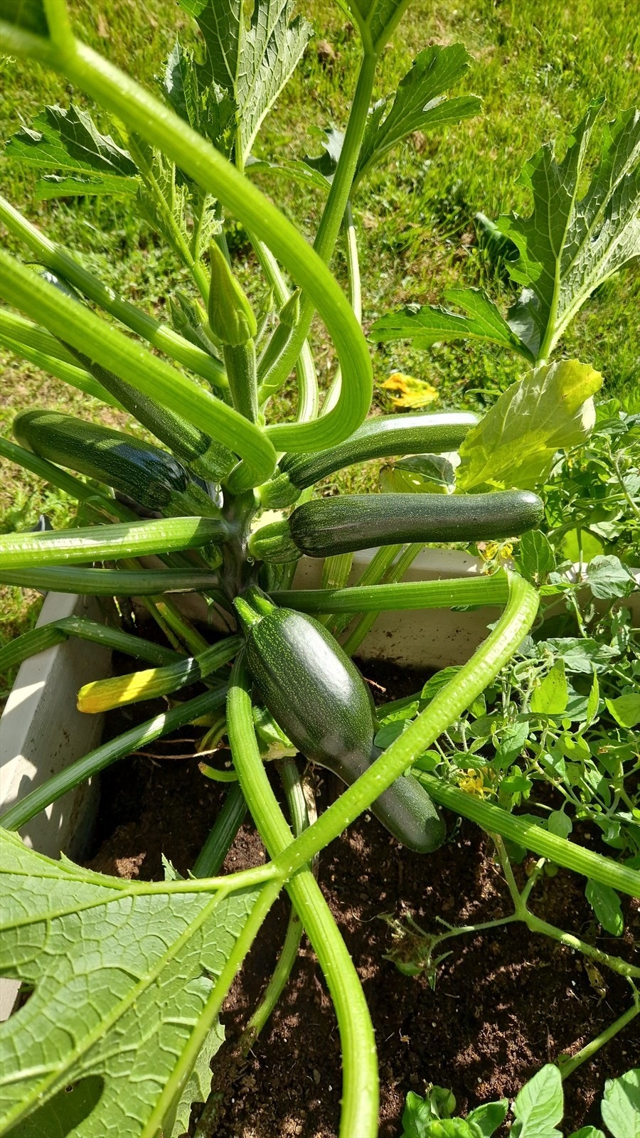 Mulighet for å dyrke egne grønnsaker rett utenfor døren. Galleribilde