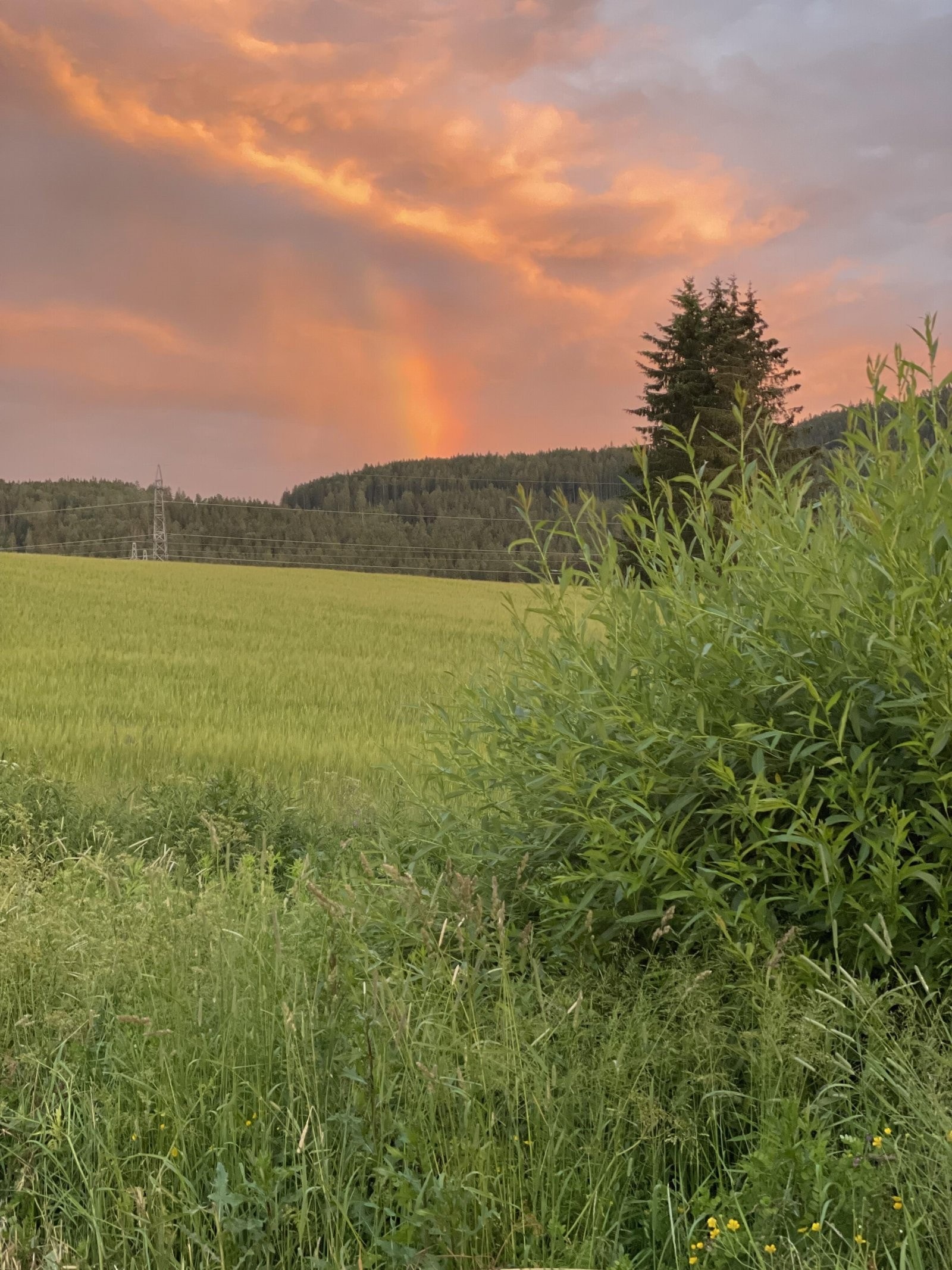 Selgers private bilde. Galleribilde