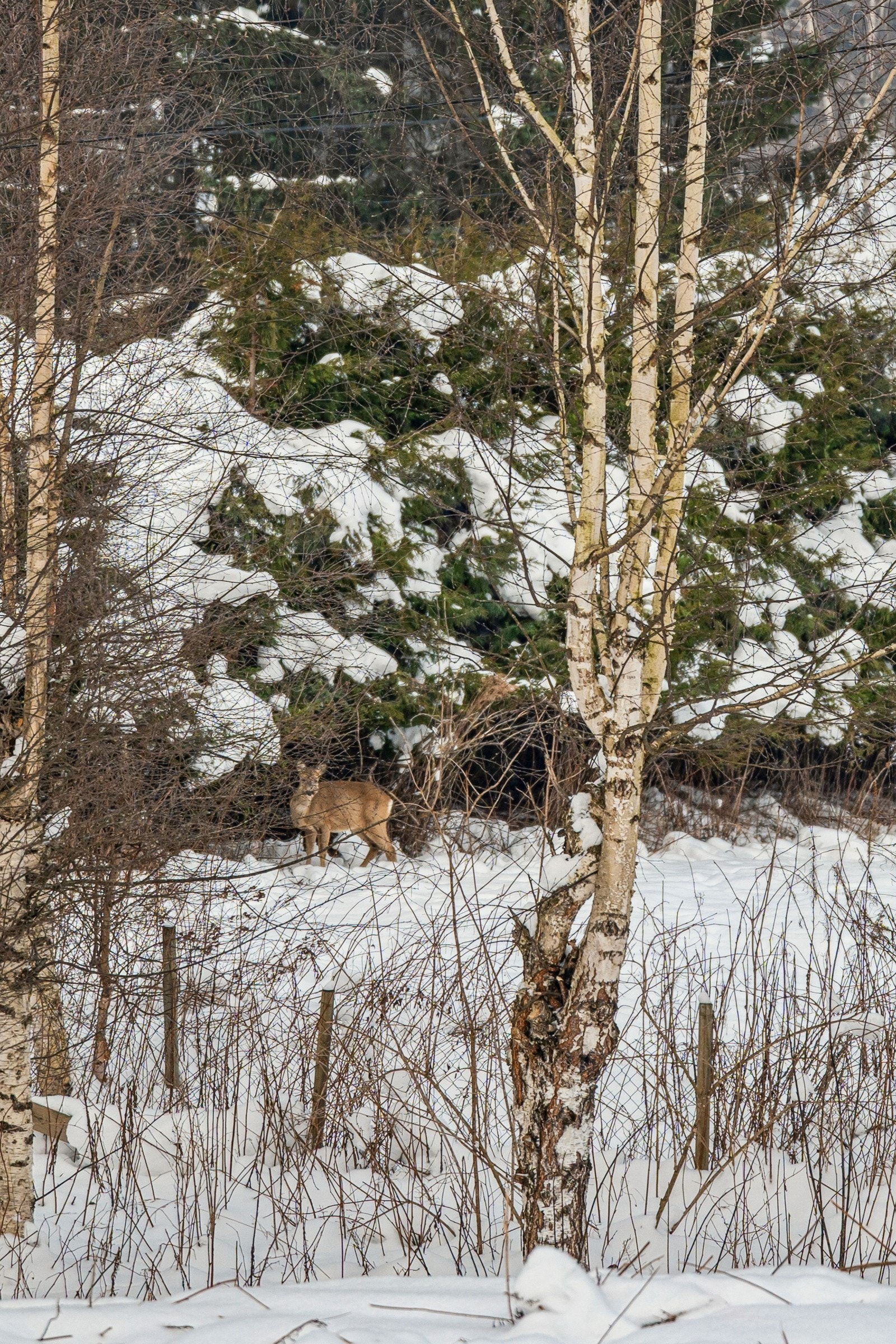 Boligen ligger landlig til, med yrende dyreliv rett utenfor stueveggen. Galleribilde