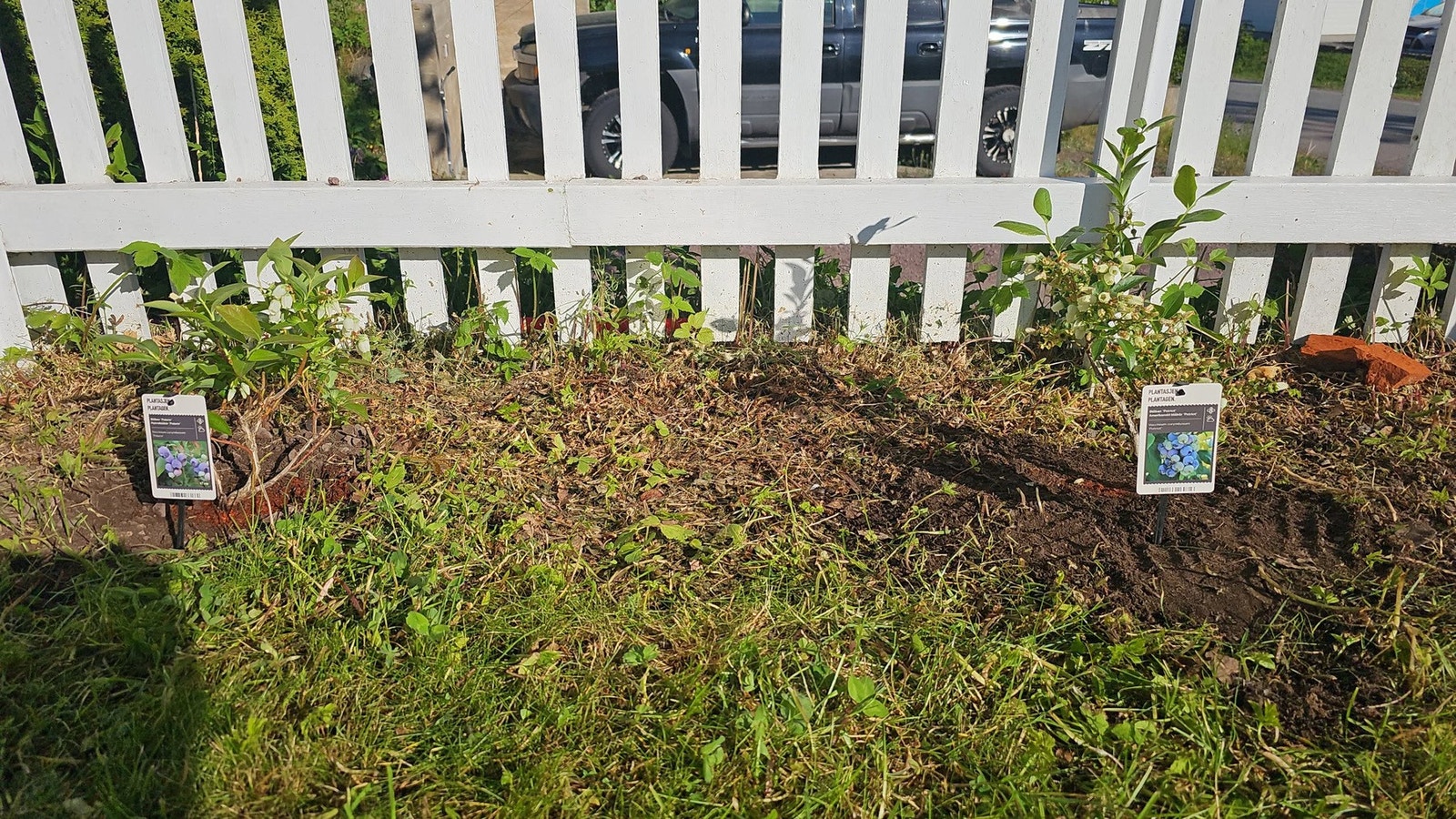 Deilig blåbær kan man plukke rett i fra hagen. Foto - selger Galleribilde