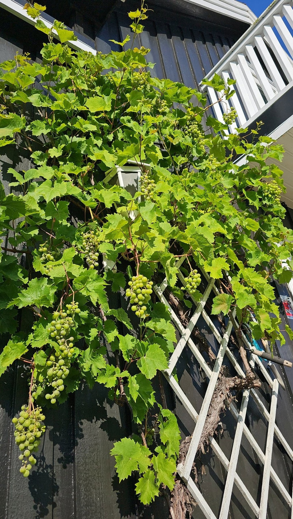 Det er druer plantet på hver sin side av inngangen. Foto - selger Galleribilde
