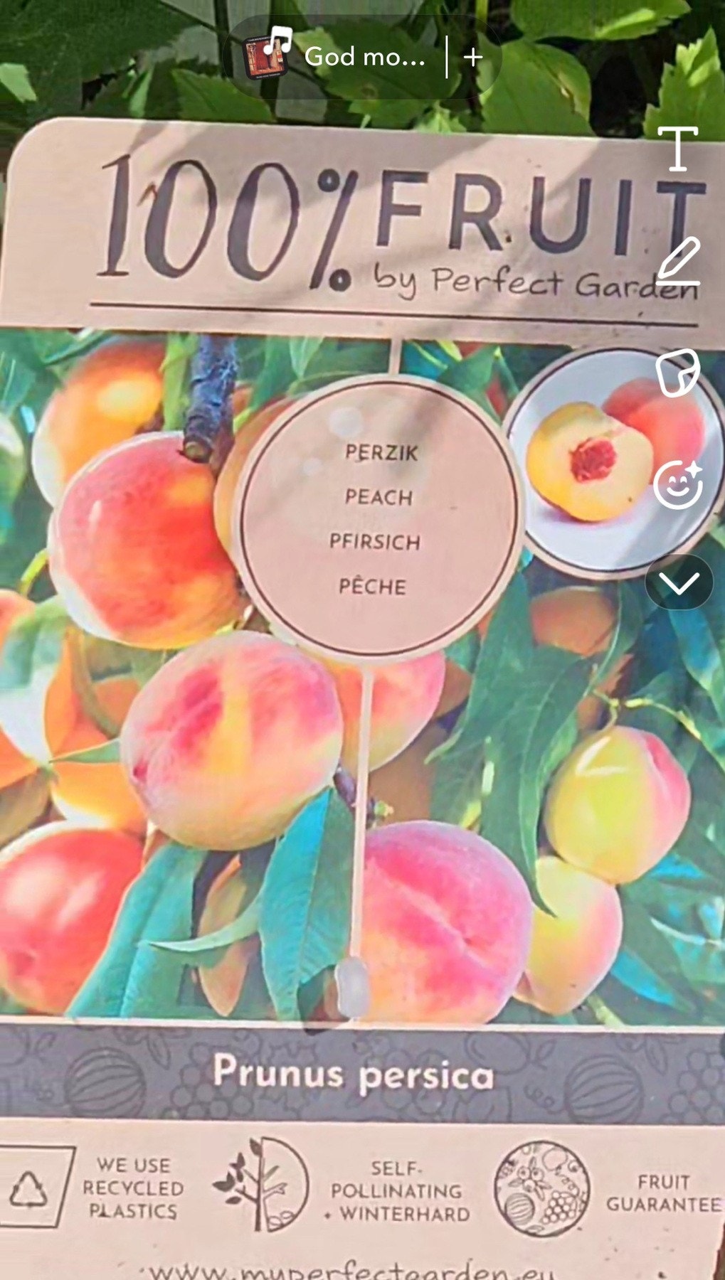 Frukt og bær all mass i denne pent oppareide hagen. Foto - selger Galleribilde