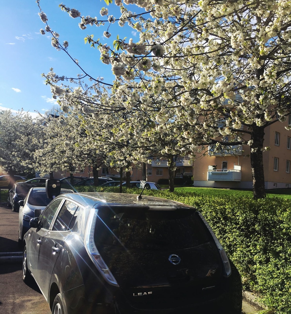 Blomstring utenfor Galleribilde