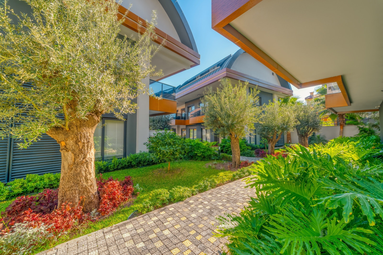 Garden area with olive trees Galleribilde