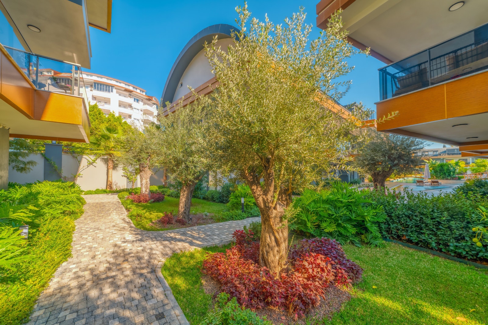 Garden area with olive trees Galleribilde