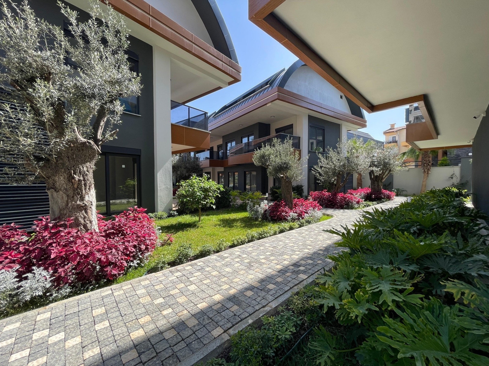 Garden with olive trees Galleribilde