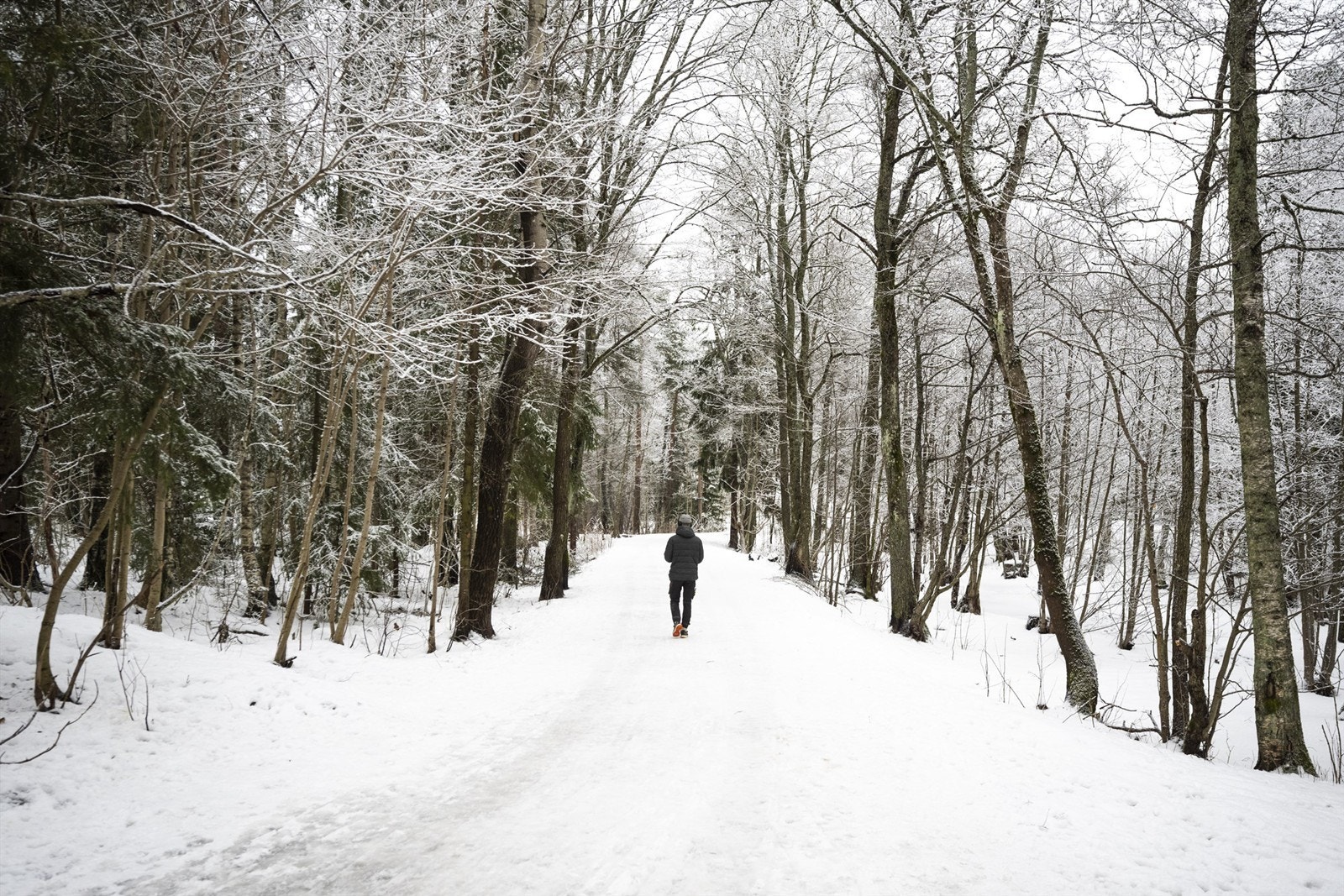 Østmarka Galleribilde