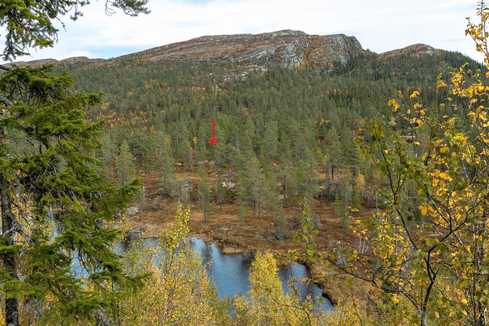 Tomta sett fra sørvest med starten av Søtelifjell i bakgrunnen Galleribilde