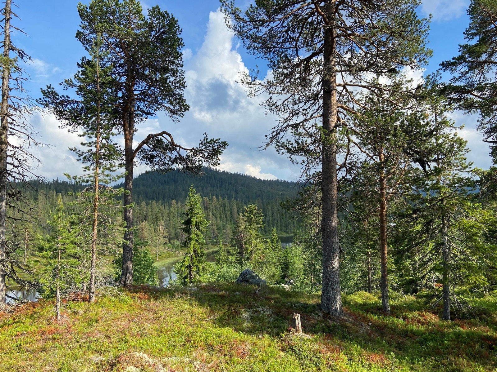 Trillemarka og Svansvatn fra tomta (mot sørøst). Galleribilde