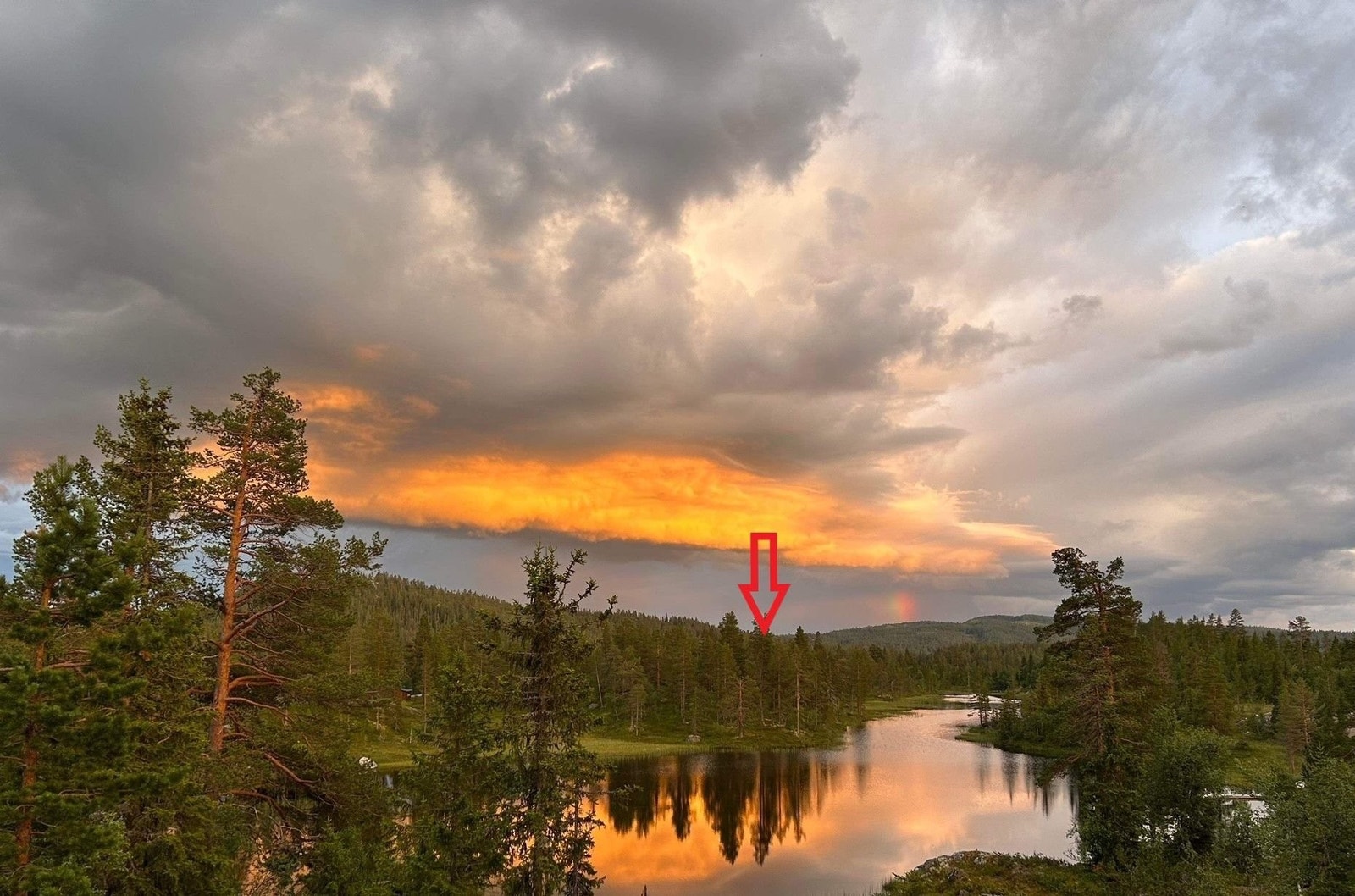 Breiløk i kveldslyset Galleribilde