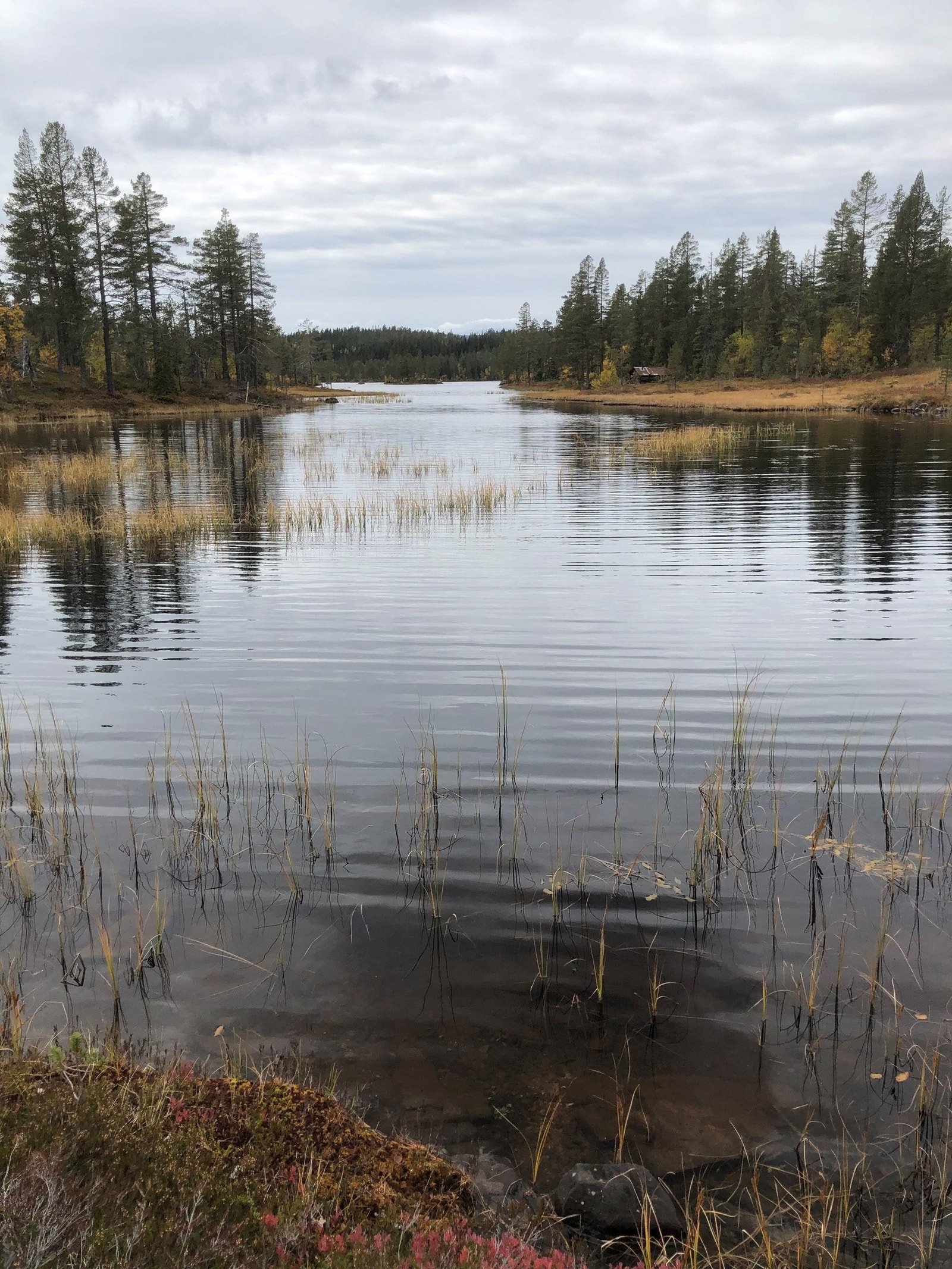 Buvatn i Trillemarka Galleribilde
