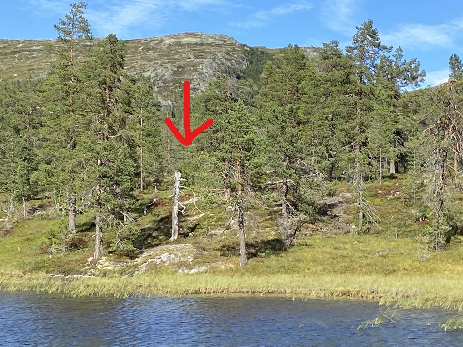 Mot tomta med Søtelifjell bak og vannet Breiløk tett på Galleribilde