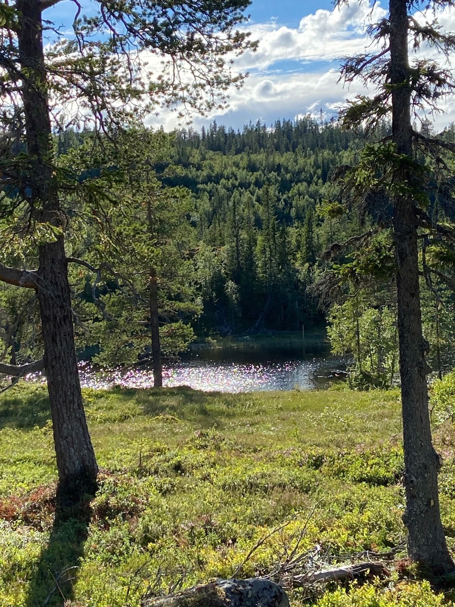 Fra tomta mot vannet Breiløk i vest Galleribilde
