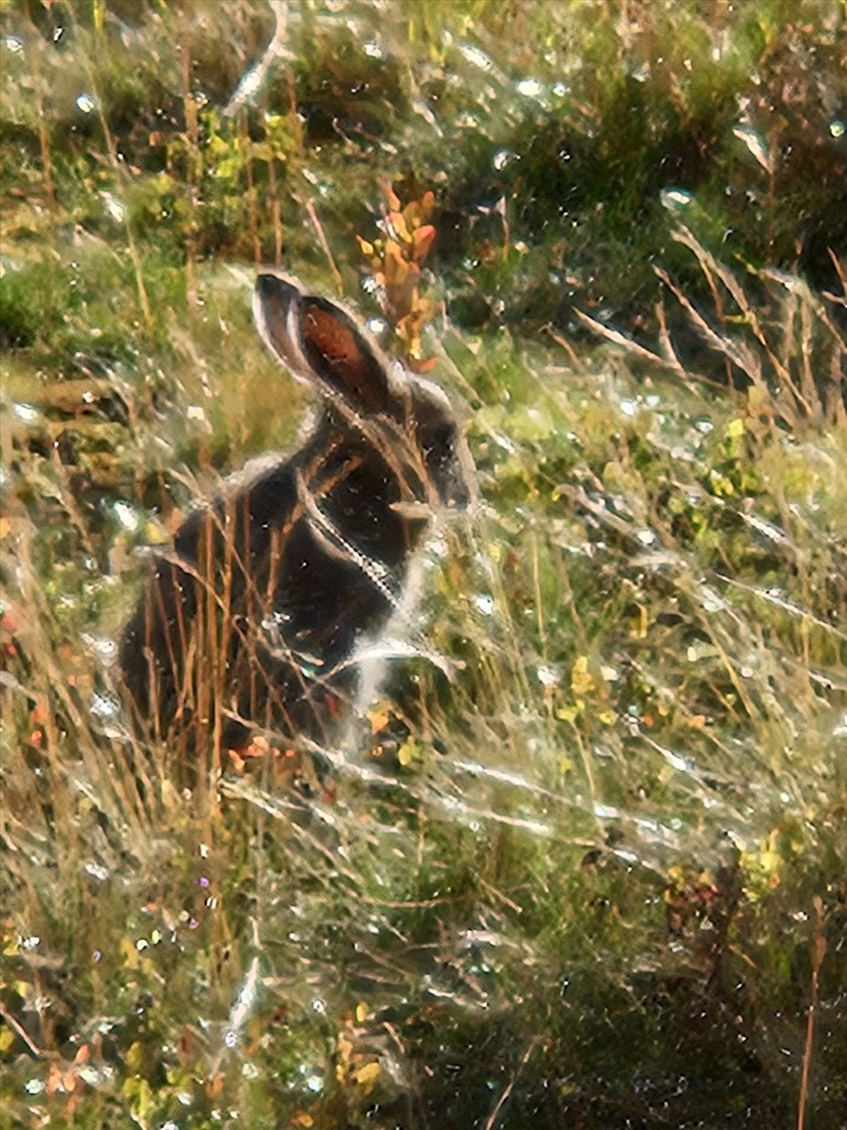 Den nysgjerrige harepusen hopper ofte forbi hytta. Galleribilde