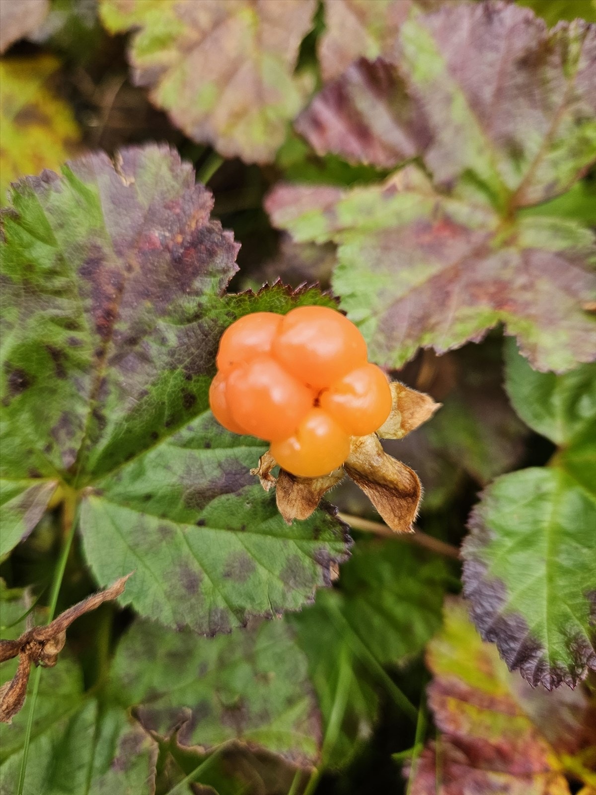 Området rundt hytta byr på vakker fjellnatur og klassiske moltemyrer - et perfekt utgangspunkt for deg som elsker å utforske fjellets små skatter gjennom sesongen. Galleribilde