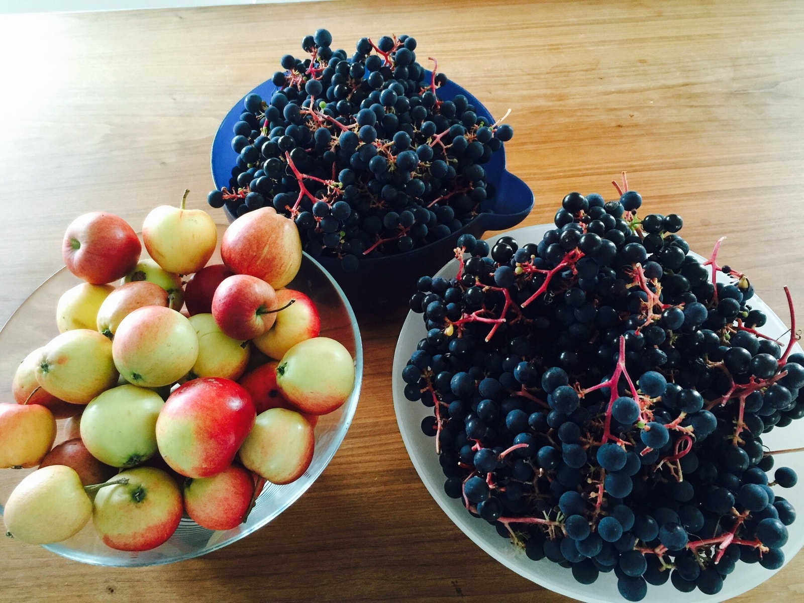 Hagen bugner av druer i tillegg til frukt som epler, plommer, moreller og pærer, gjennom sensommer og høst. Galleribilde