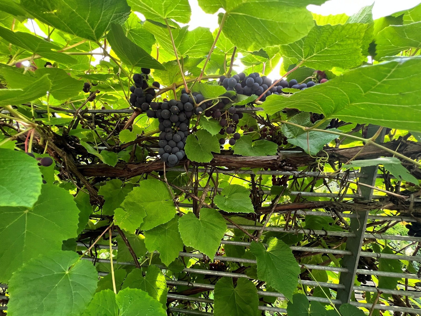 Selgers private foto. Druerankene på sydsiden av huset gir ca. 80 liter vin hver høst Galleribilde