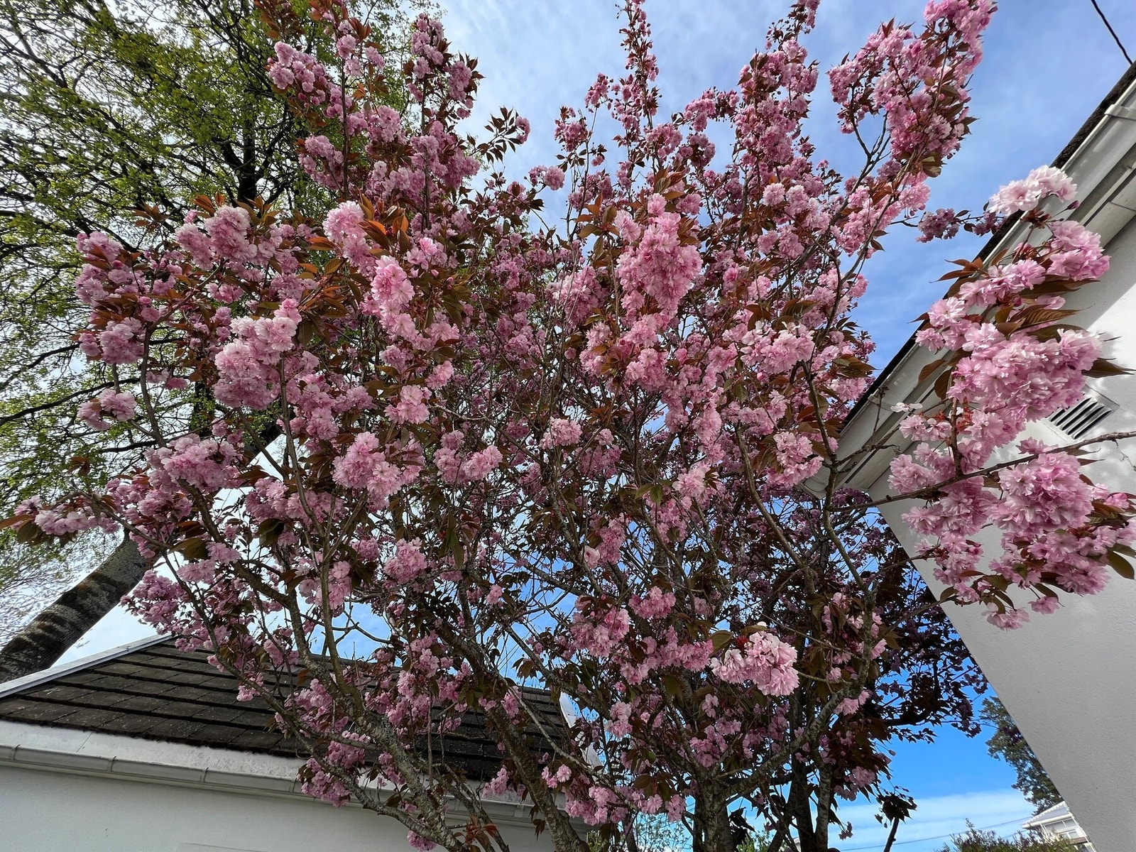 Selgers private foto Galleribilde