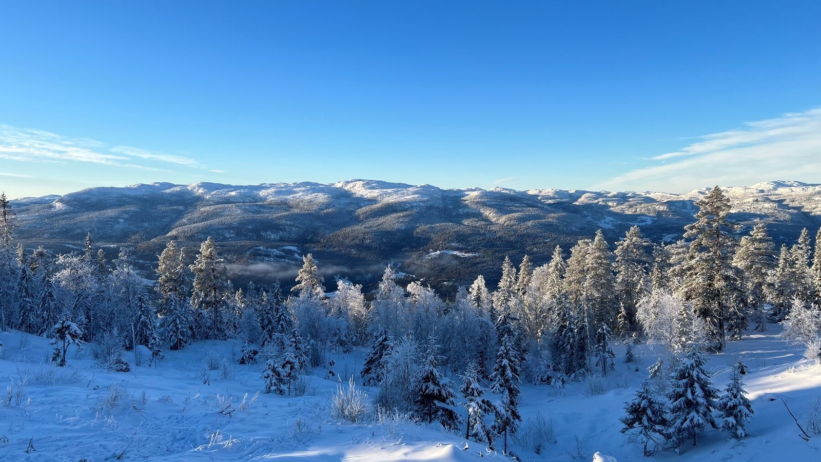 Selgers private bilder Galleribilde