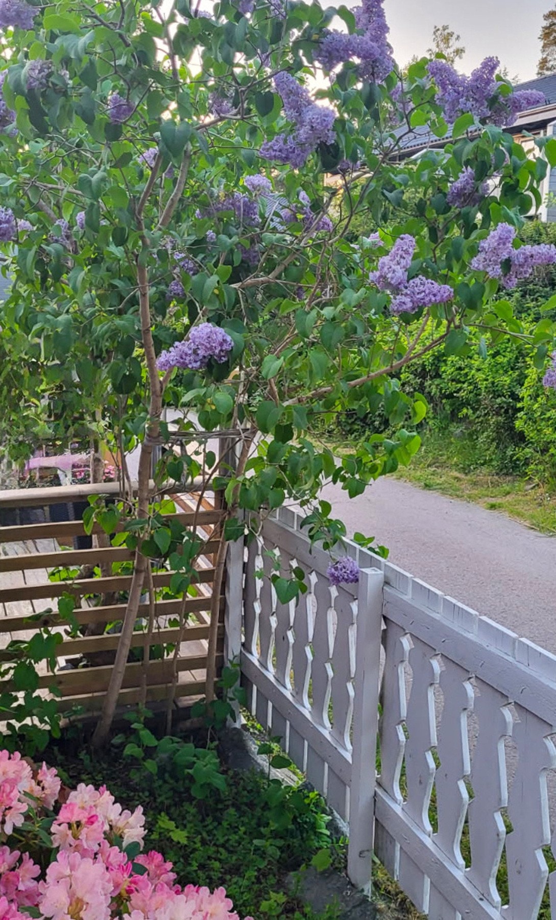 Selgers sommerbilde. Galleribilde