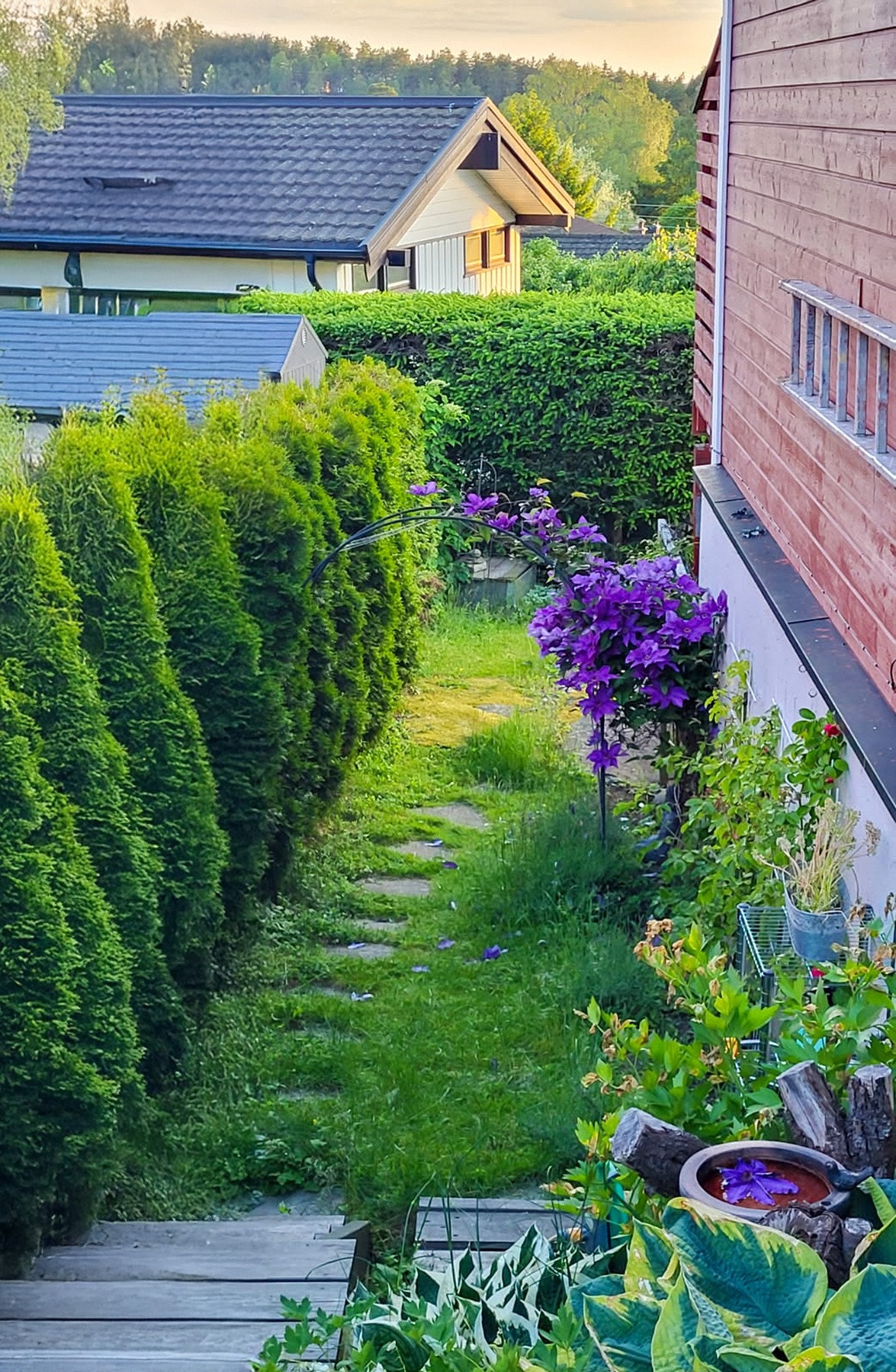 Selgers sommerbilde. Galleribilde