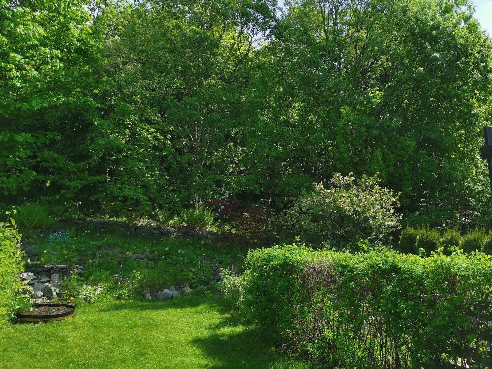 Sommerbilde fra hage.( selgers egne bilder). Galleribilde