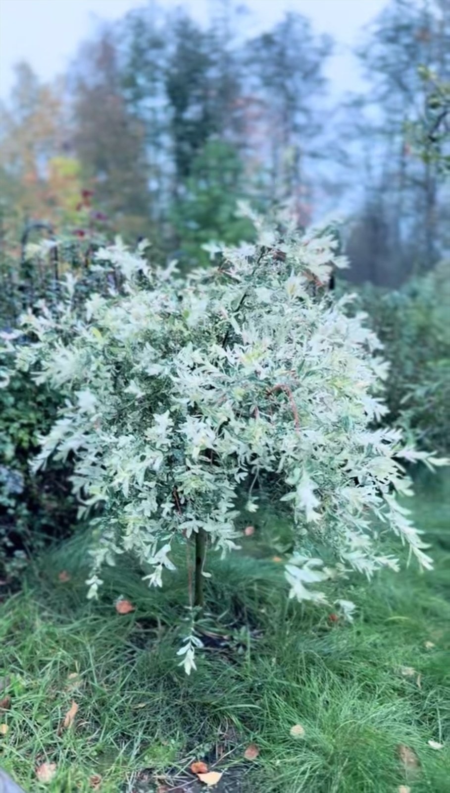 Beplantning Galleribilde