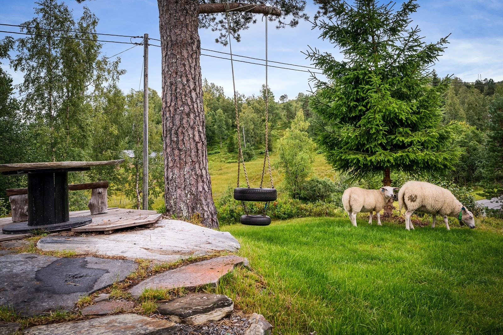I beitesesong vil en kunne treffe både kuer og sauer i Mødalen. Suene beiter også langs Mødalsvegen Galleribilde