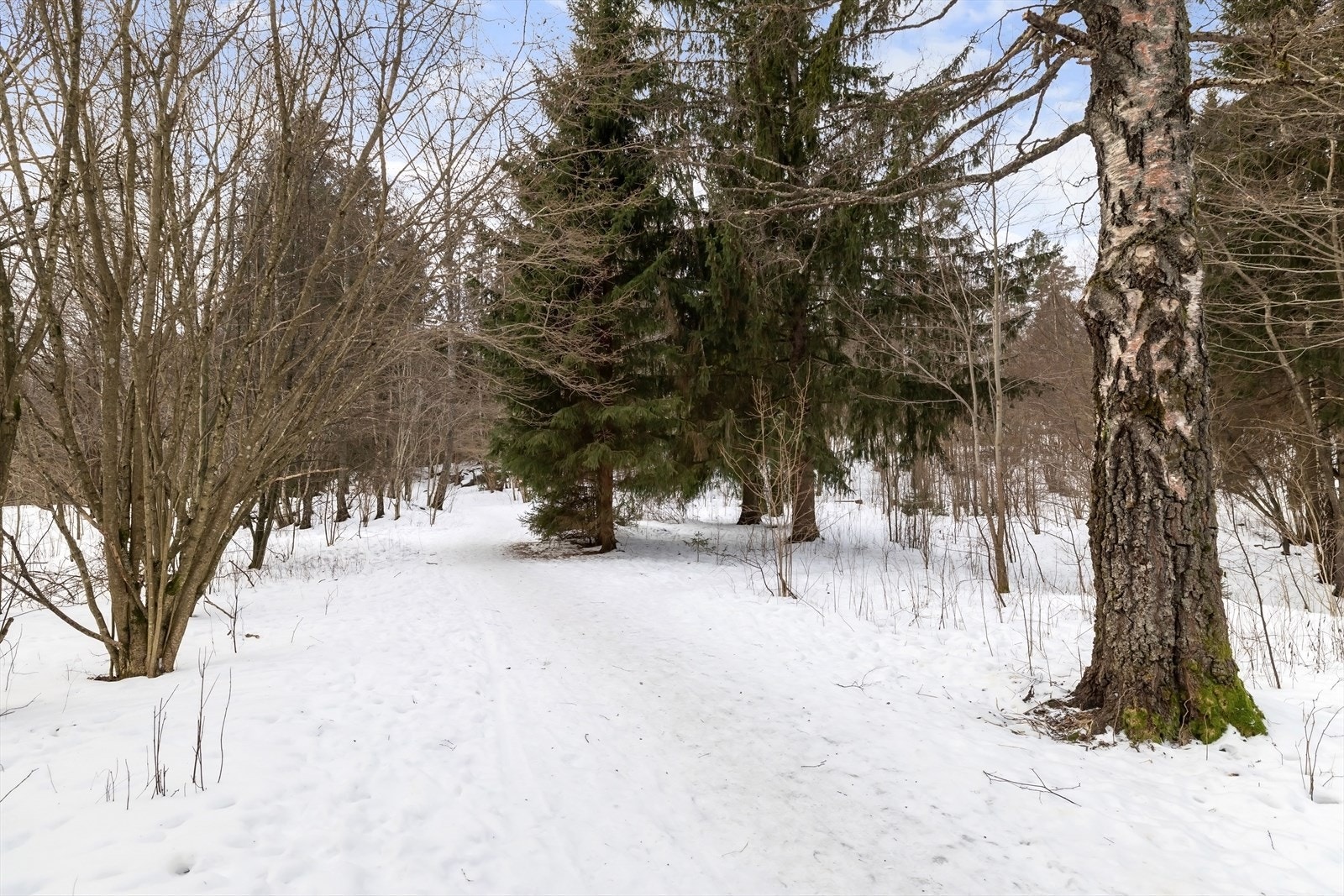 Gaustadskogen, Sognsvannsveien og Geologstien ligger like ved boligen. Galleribilde