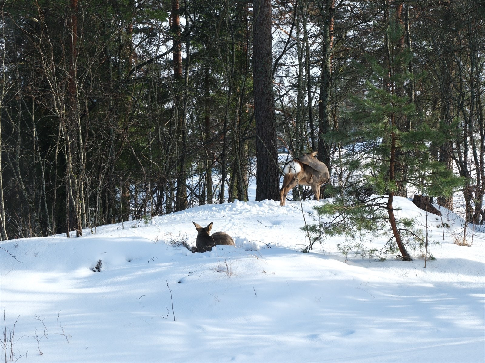 Her kan man tidvis se rådyr! Selgers bildet. Galleribilde