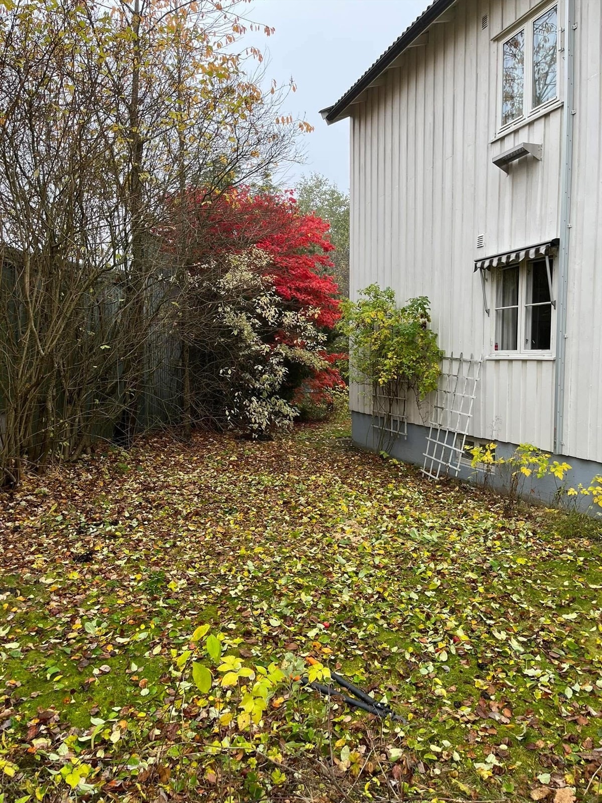 Selgers private sommerbilde. Galleribilde