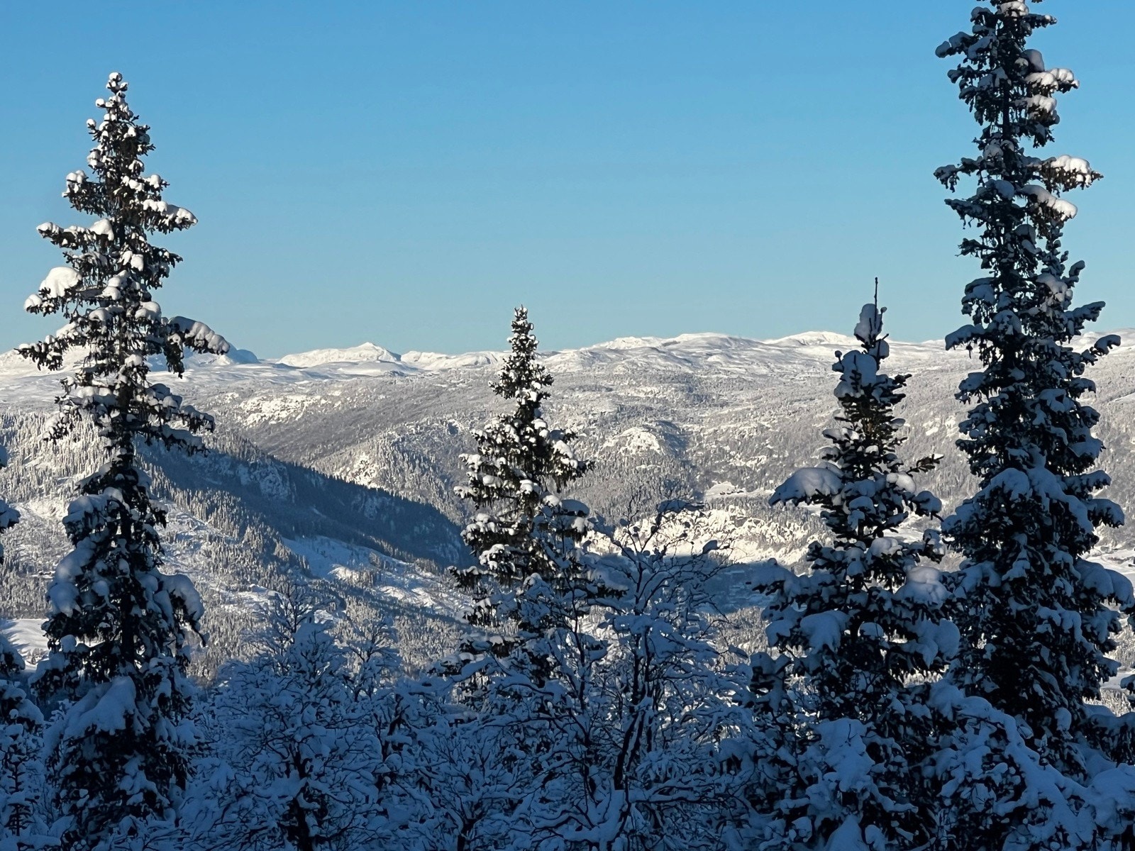 Selgers eget bilde Galleribilde