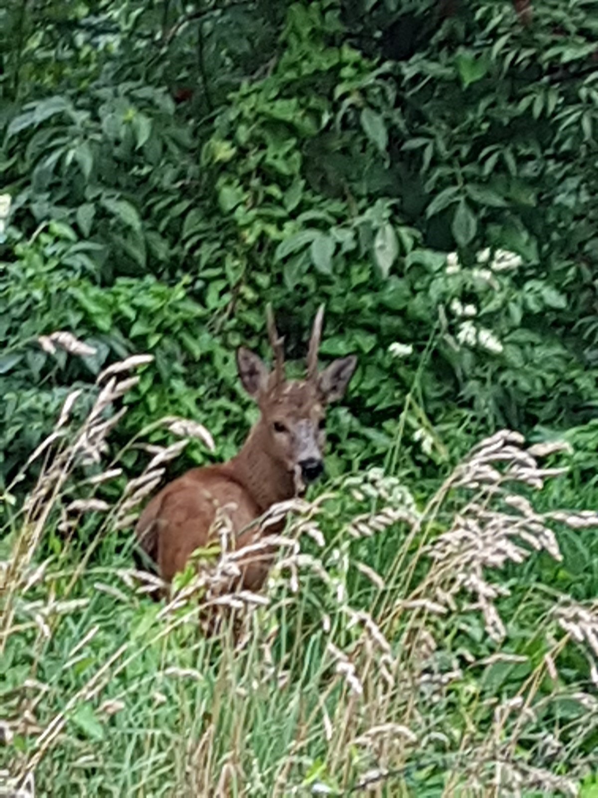 Fra tid til annen, kan du se flere rådyr på Bøler. Galleribilde