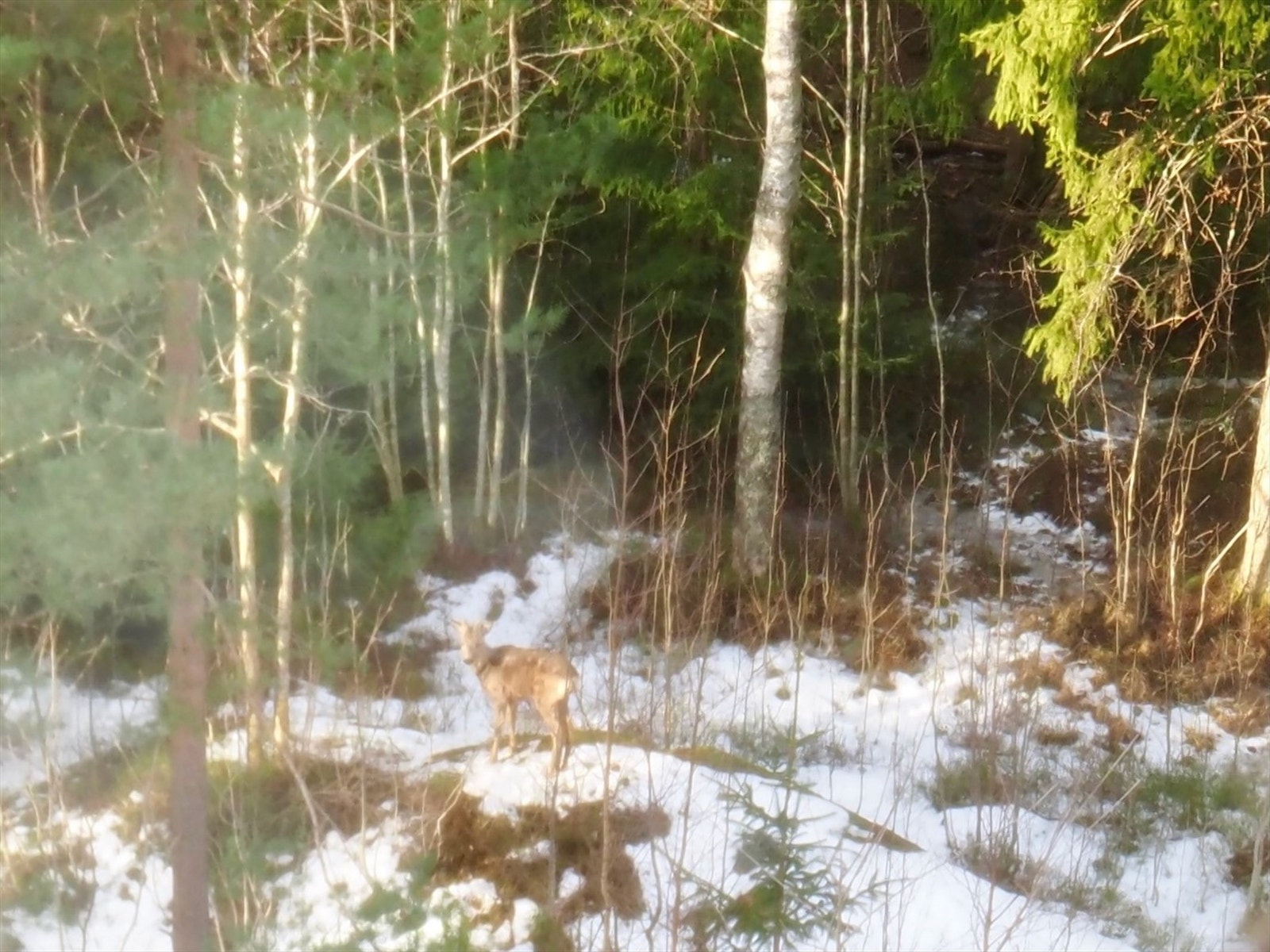 Rådyr i hagen ...også vinterstid... Galleribilde