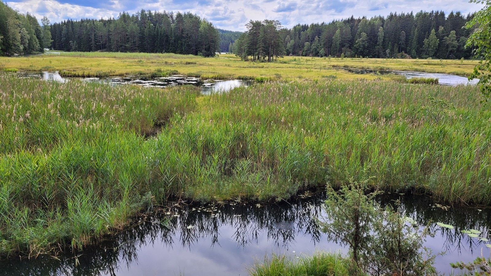 Alle bør prøve å padle eller ro gjennom våtmarksområdene inn mot Sørli gård! Her er det flust av farger, flora og fauna, og alle lyder dempes slik at du føler at du er langt, langt unna, et helt annet sted. Galleribilde